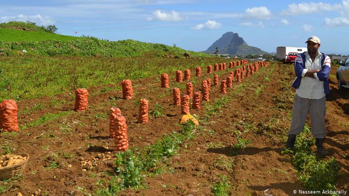 Manure heals toxic fields