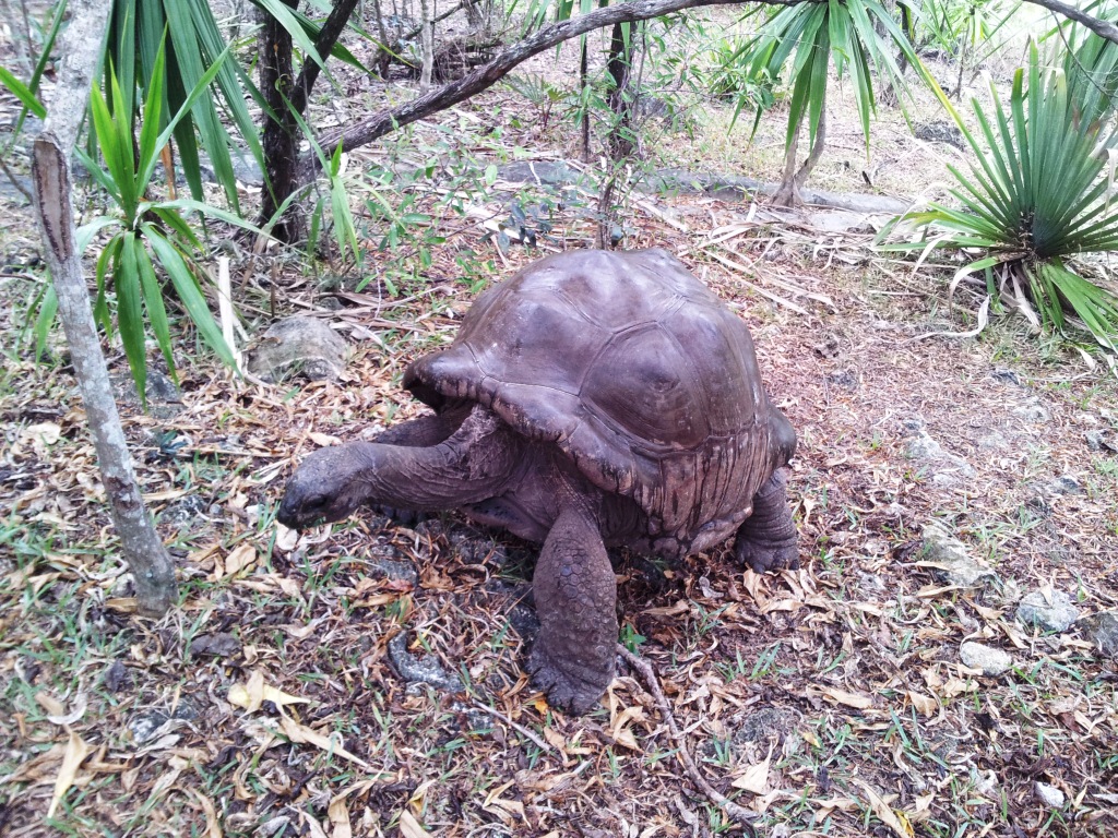 Aldabra giant tortoise