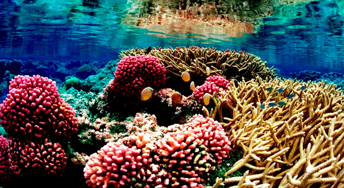 Beautiful Corals