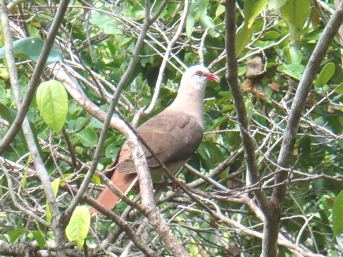 Pink Pigeon