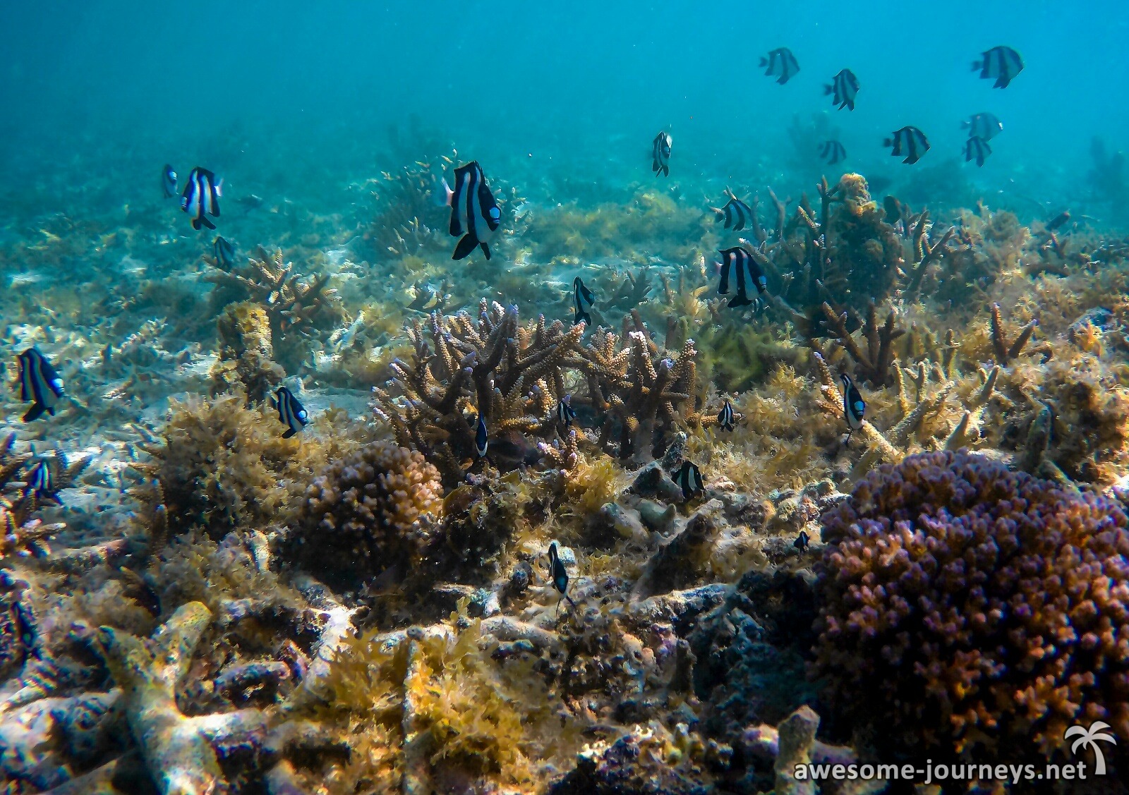 Snorkeling