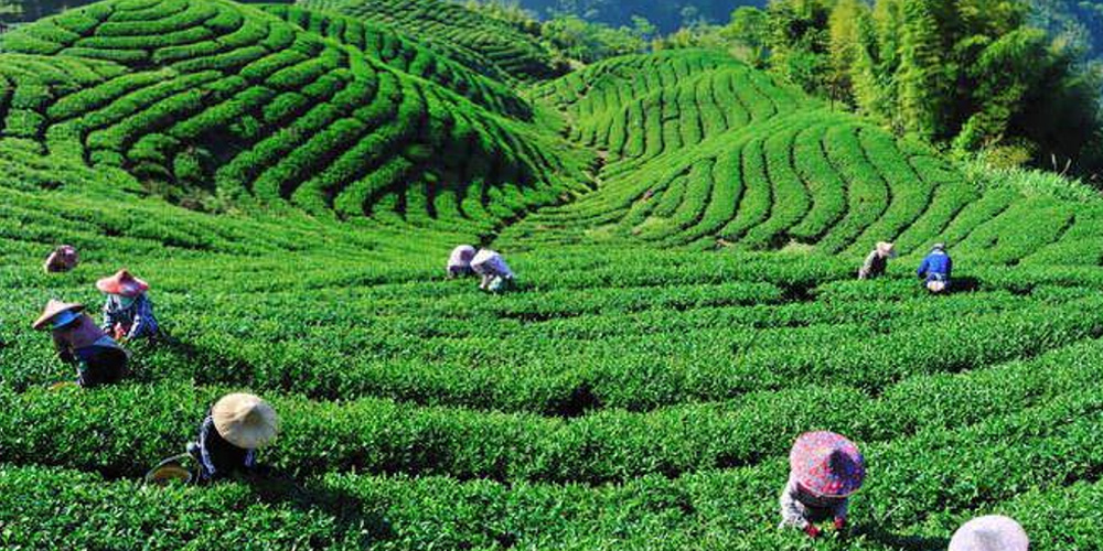 Tea plantation