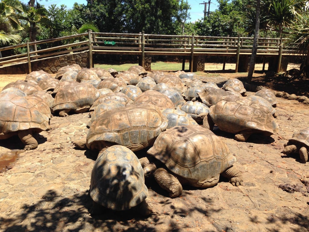 Aldabra tortoises 