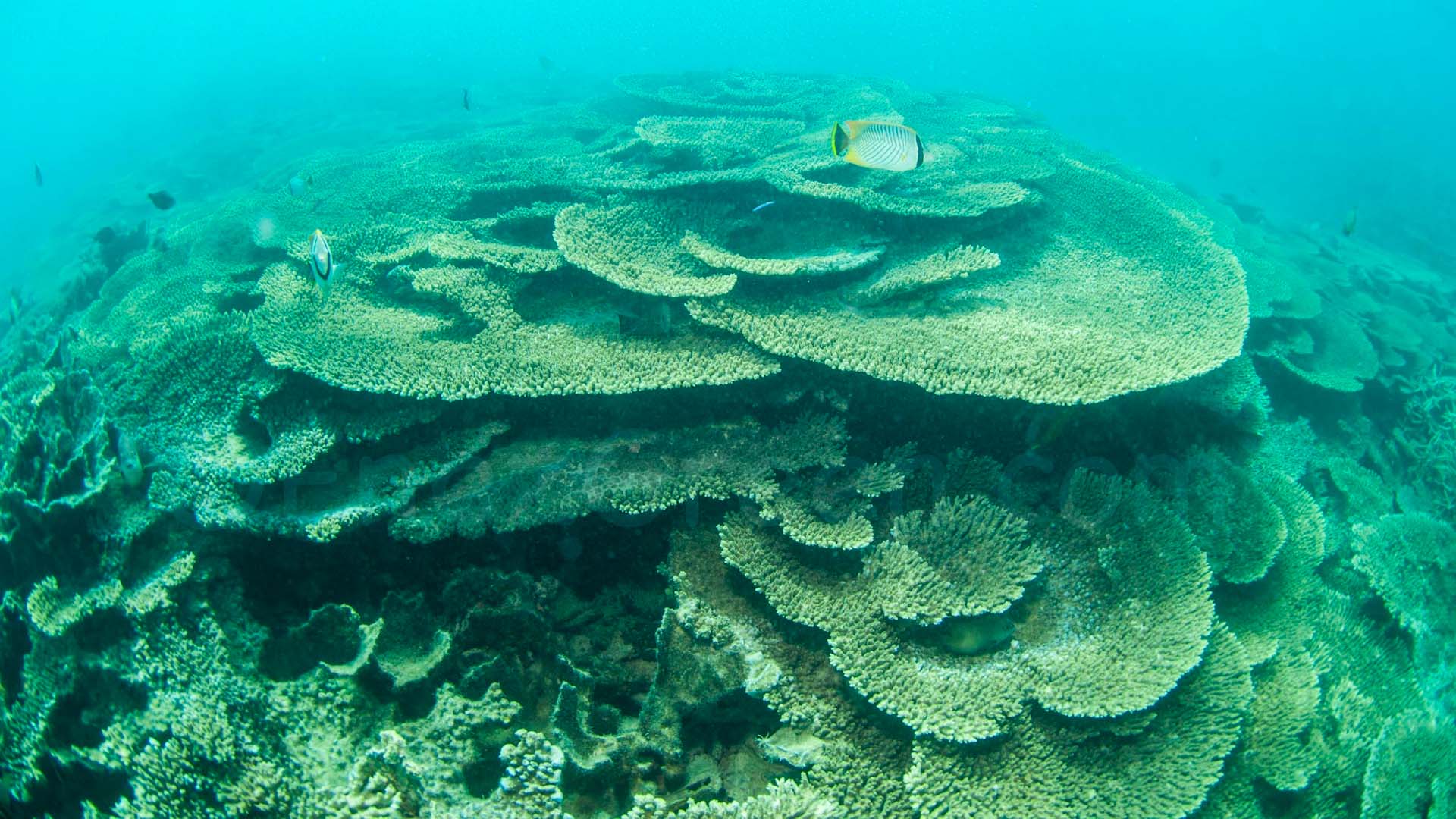 Blue Bay Marine Park Coral Garden