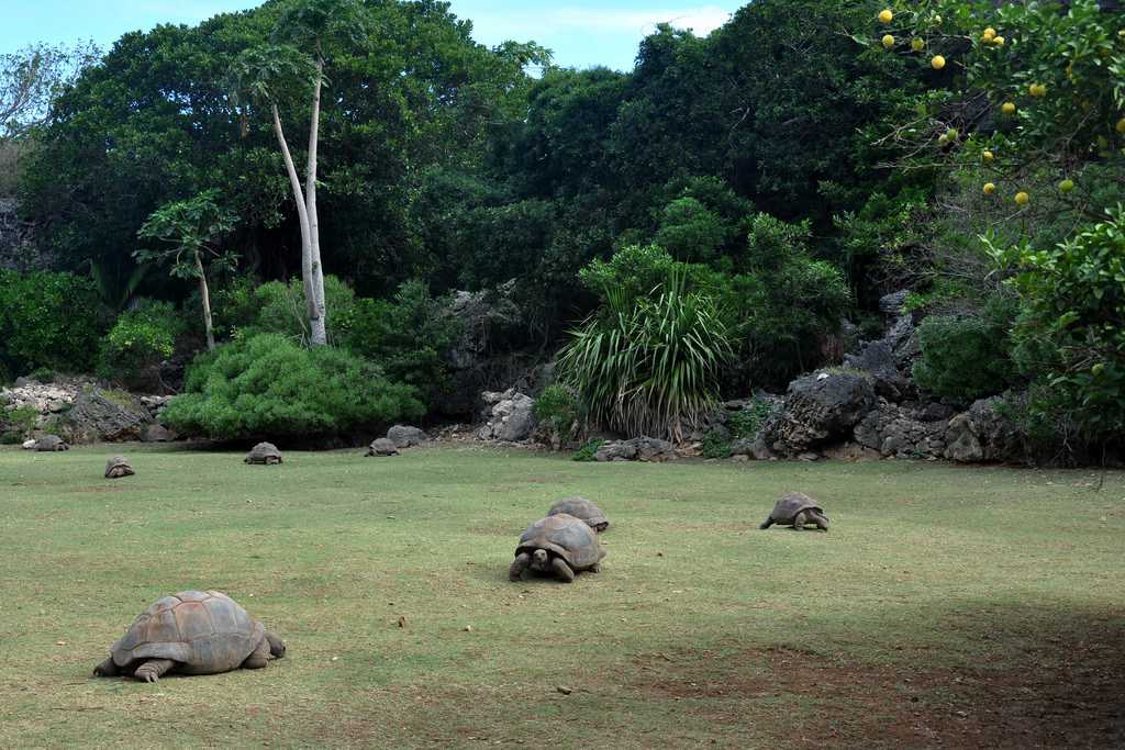 Conservation in Rodrigues