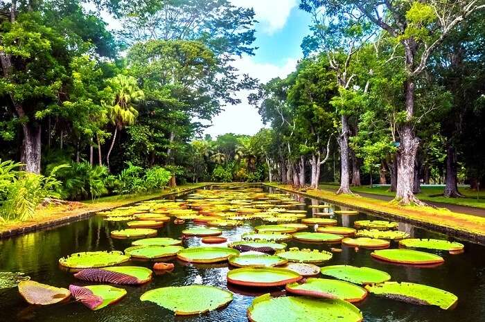 Giant Water Lilies