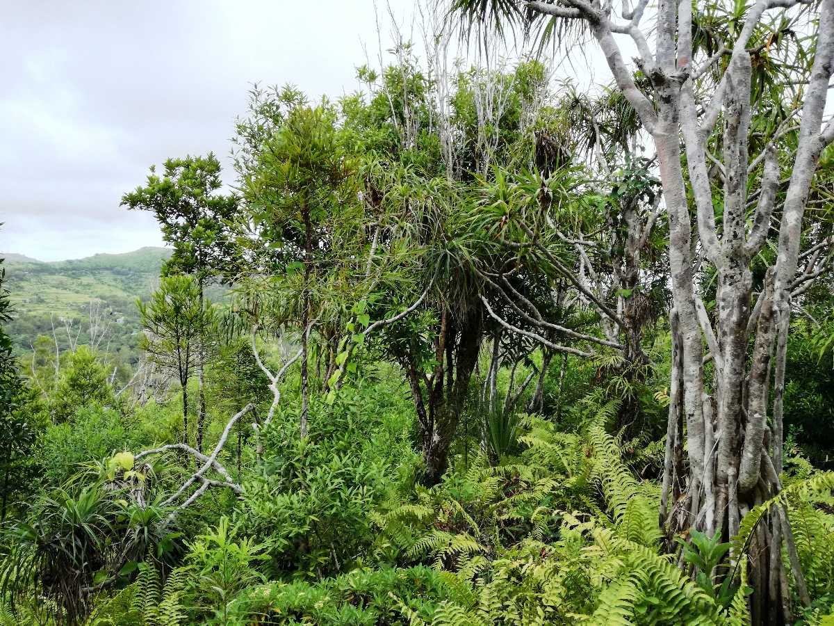 Grande Montagne Nature Reserve