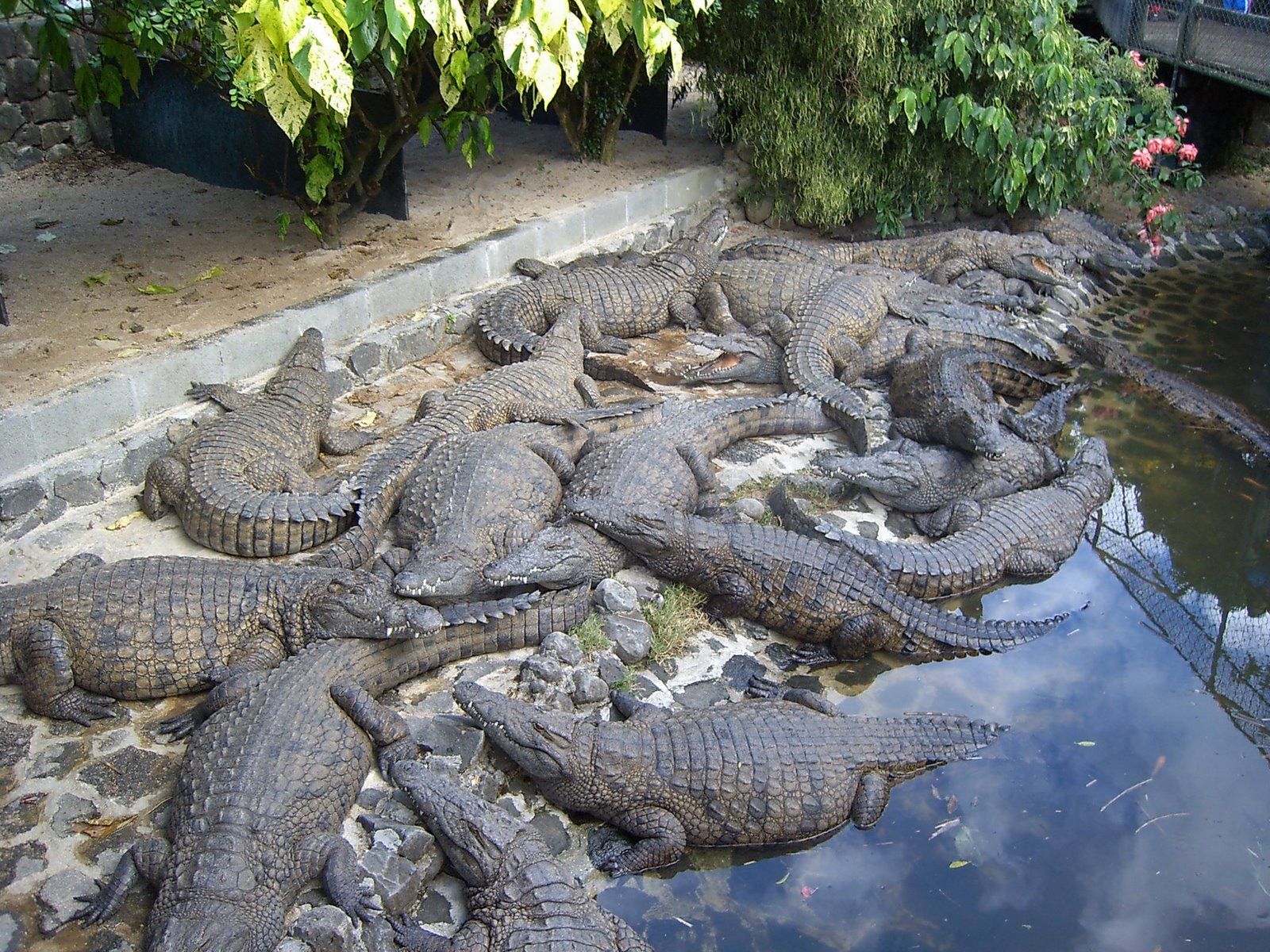 Nile Crocodiles