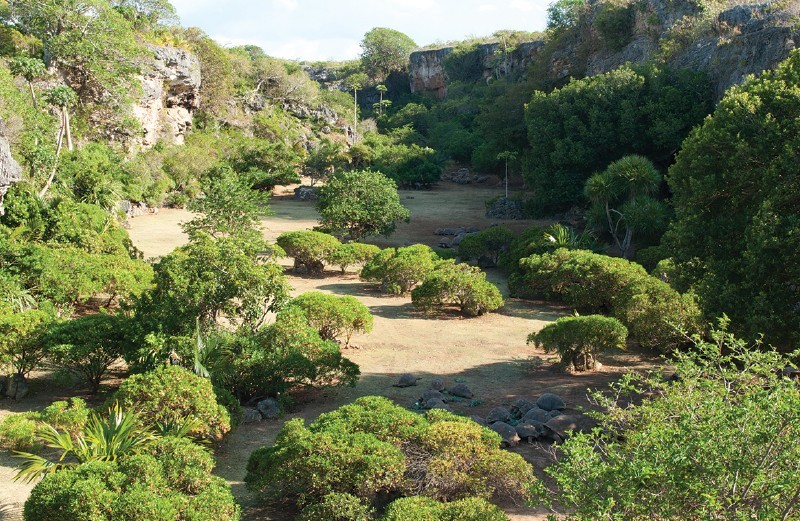 François Leguat Plants