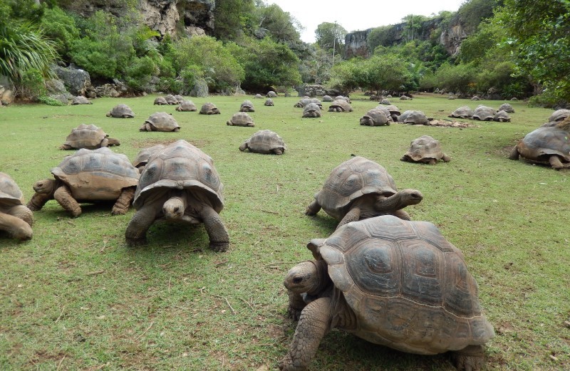 François Leguat Tortoises