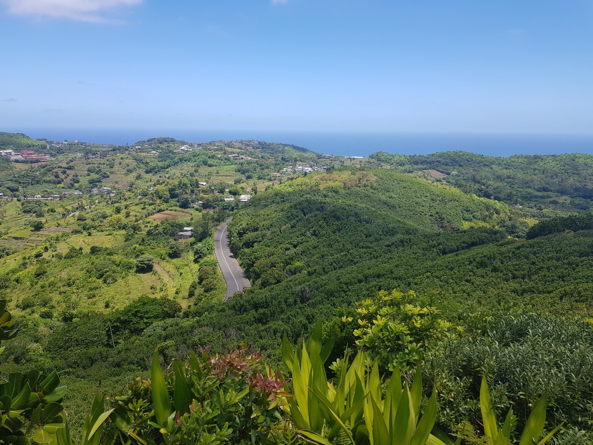 Green forest in Mont Limon